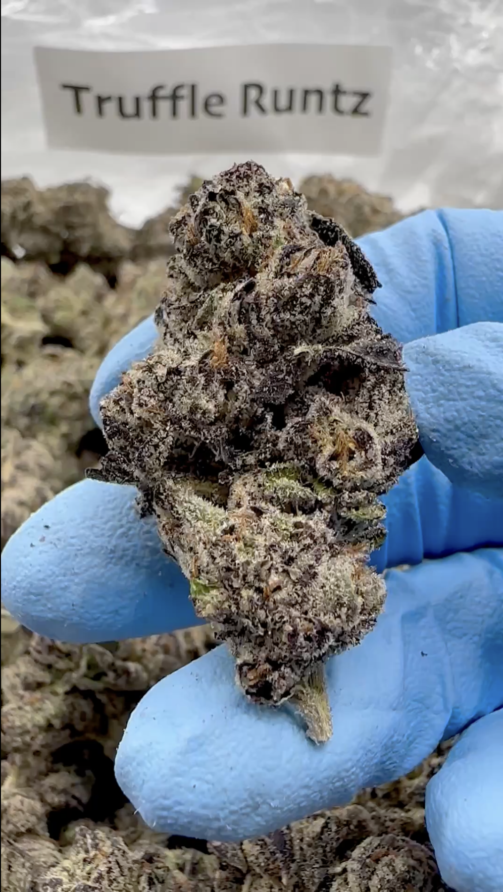 Truffle_Runtz.png